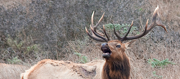 This male Tule Elk was pimpin' with more than a dozen ladies in his harem. With that rack, who's gonna argue with him?