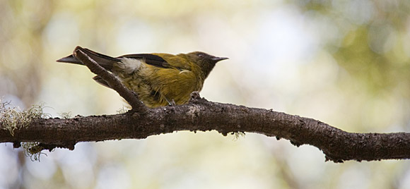 This recording might not be of the bellbird, but what the heck. They produce the most amazing birdsong, so he deserves this photo just 'cause!